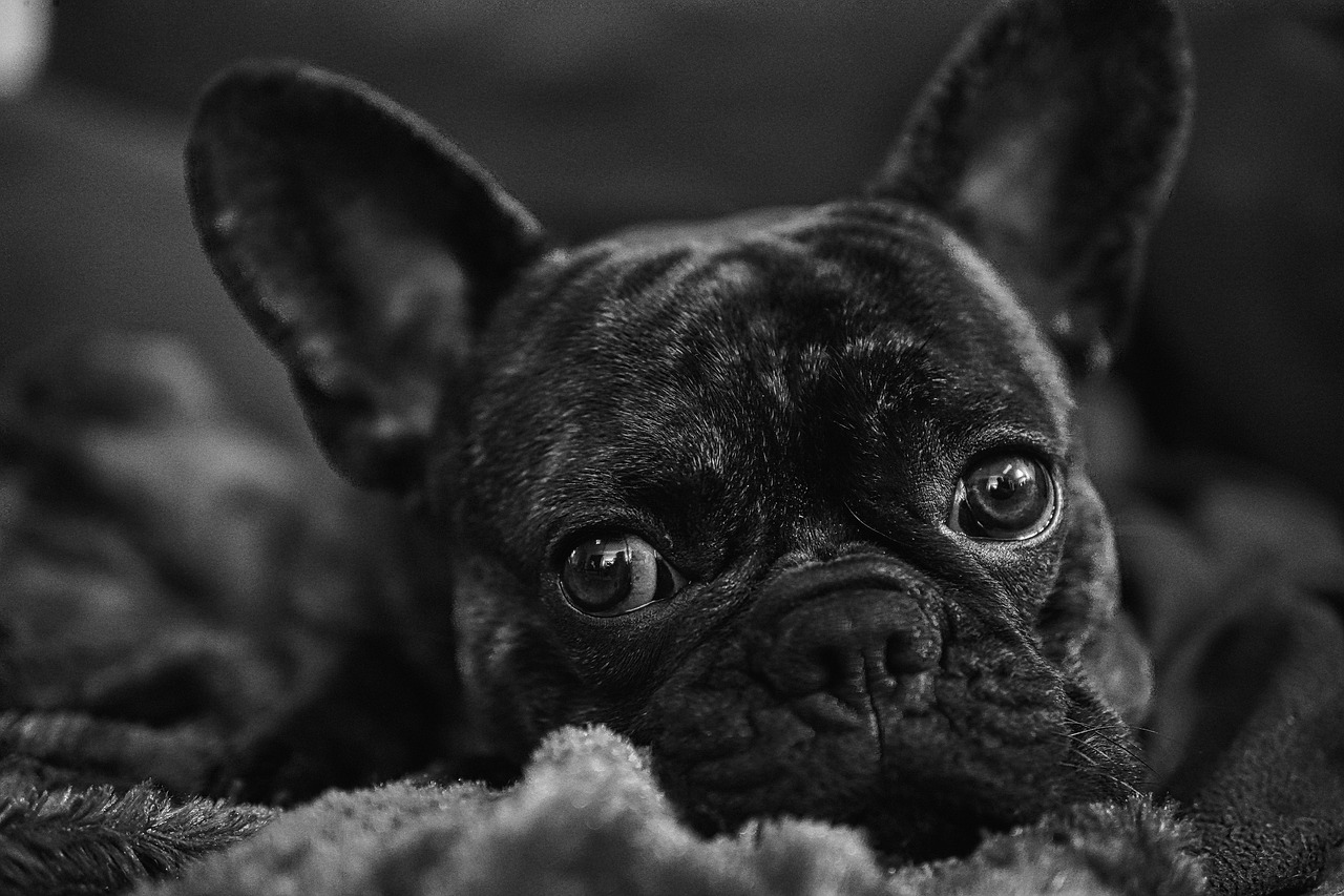 The Unique Features of the French Bulldog - Why They’re So Popular